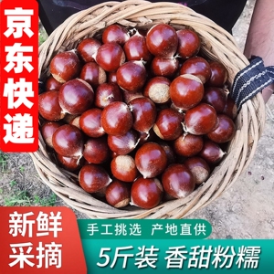 2026年新货锥栗板栗生新鲜油栗子高山农家现摘毛栗子产自福建建瓯