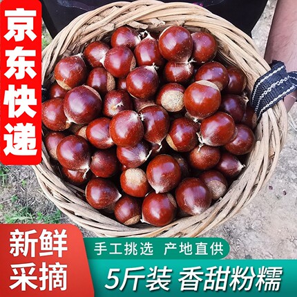 2026年新货锥栗板栗生新鲜油栗子高山农家现摘毛栗子产自福建建瓯