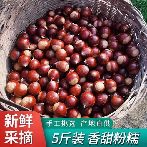 高山锥栗农家现摘板栗生