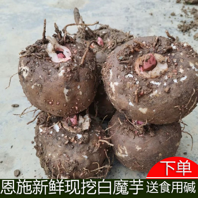 恩施高山新鲜魔芋农家白魔芋豆腐原料生态魔芋湖北鲜魔芋现挖现发