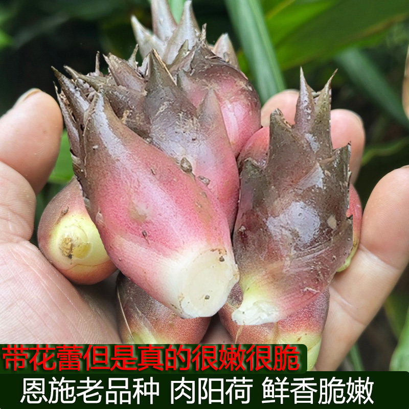 洋河阳和恩施高山新鲜阳荷姜