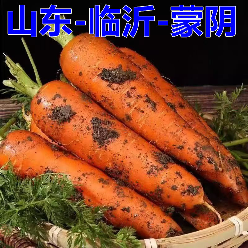 山东临沂蒙阴新鲜胡萝卜带泥装现挖农家自种食用农产品