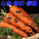 山东临沂蒙阴新鲜胡萝卜带泥装 现挖农家自种食用农产品