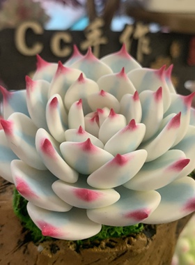 Cc原创树脂黏土仿真玉蝶锦多肉天鹅绒摆件蓝丝绒永生红心莲生日礼