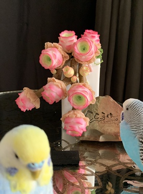 Cc原创迷你树脂黏土仿真多肉白茶山地玫瑰小老桩虾饺汽车摆件生日