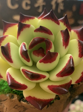 Cc原创树脂黏土仿真抹茶多肉糖心天鹅绒摆件蓝丝绒永生乌木莲生日