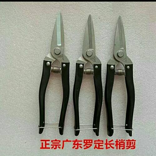 正宗罗定不锈钢修枝剪 采果剪摘果剪疏果剪 春秋梢剪葡萄剪桔子剪