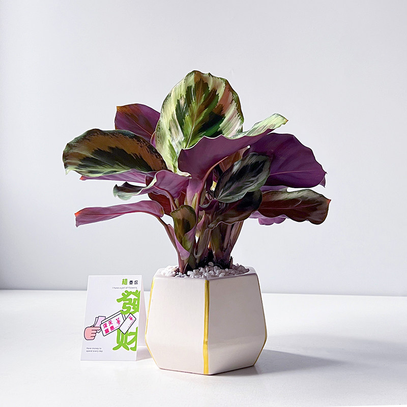 彩虹竹芋植物北欧ins风办公室好养活观叶绿植客厅吸甲醛花卉盆栽