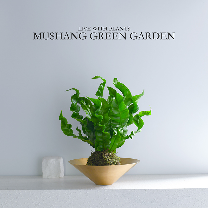 火焰鸟巢蕨苔藓球蕨类植物