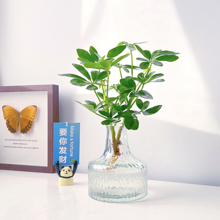 北欧风桌面水培绿植鹅掌藤鸭脚木办公室卧室情绪氛围新手好养植物