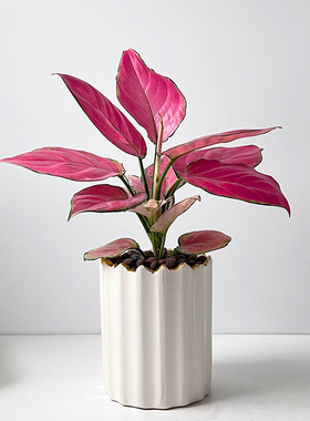 吉利红如意皇后盆栽室内耐阴红色植物北欧情绪解压好养办公室绿植