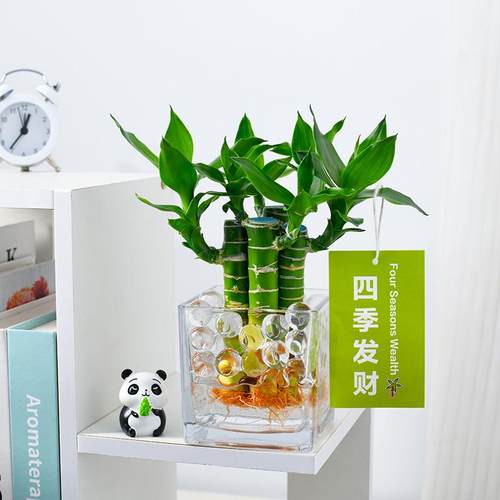 富贵竹水培植物室内书桌发财招财