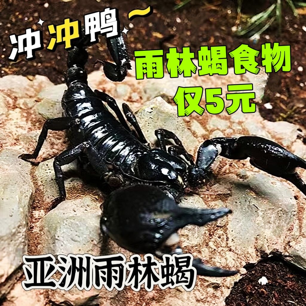 亚洲巨型雨林蝎超大个体宠物蝎假帝王蝎幼苗成体孕大号大尺寸包活