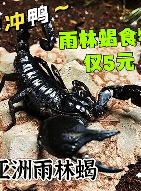 亚洲巨型雨林蝎超大个体宠物蝎假帝王蝎幼苗成体孕大号大尺寸包活