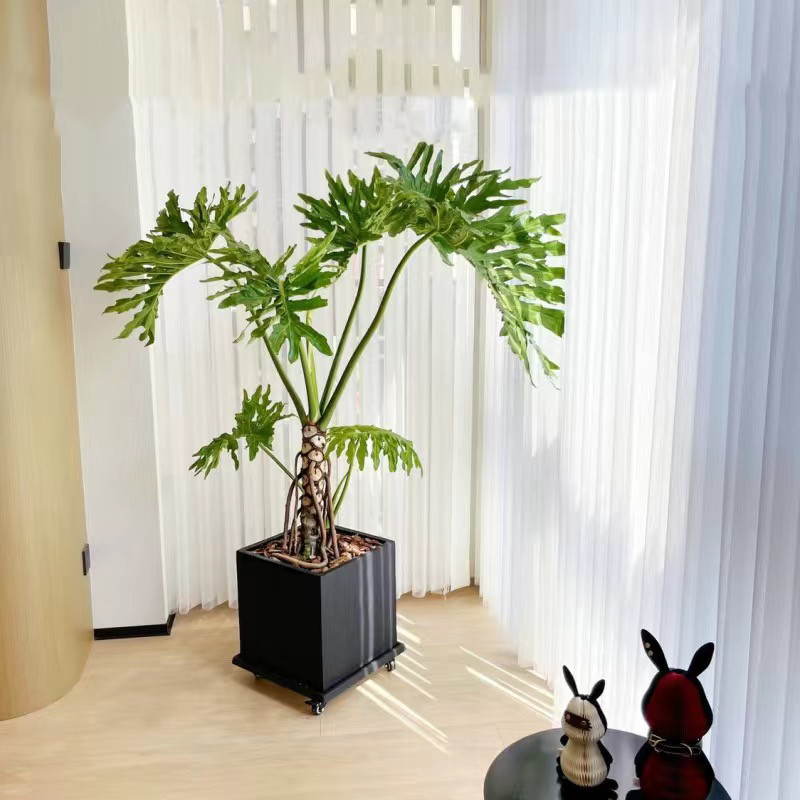 春雨绿植室内耐阴植物大叶网红北欧水培春羽龙鳞老桩盆栽小天使