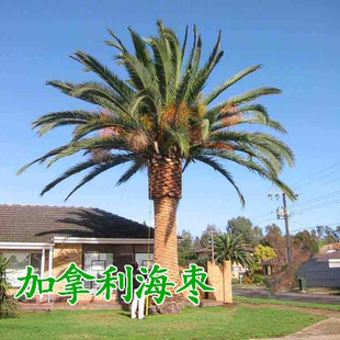 加拿利海枣树苗棕榈树苗庭院常绿耐寒苗木海藻树别墅行道风景树