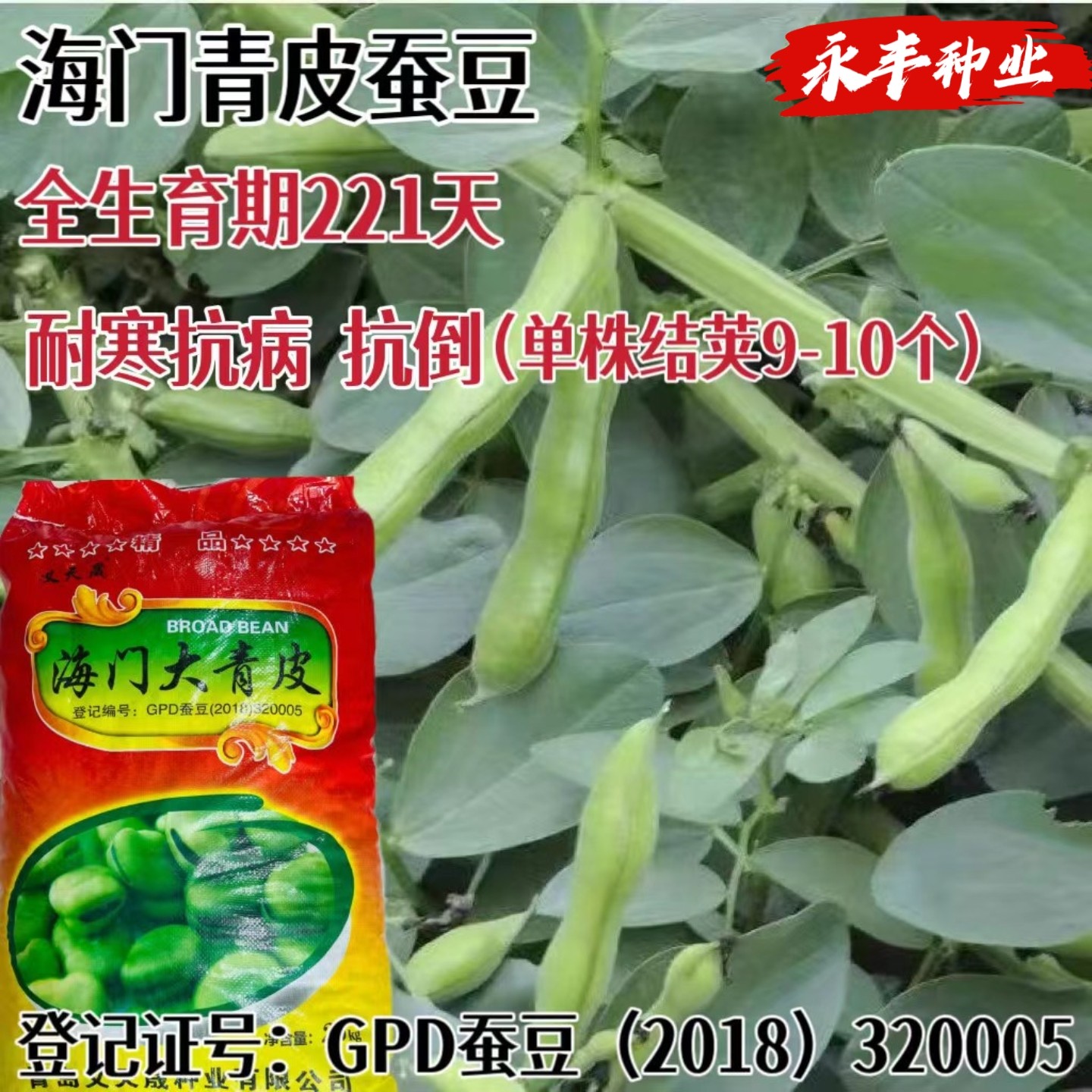 海门大青皮蚕豆种子农家菜园大田春秋播耐寒胡豆种籽罗汉豆蔬菜子