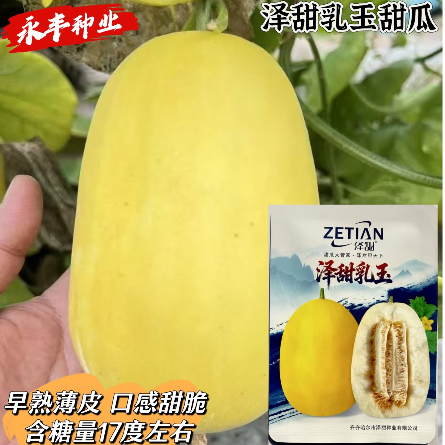 泽甜乳玉甜瓜种子早熟薄皮长梨形乳白润黄口感甜脆耐低温弱光香瓜