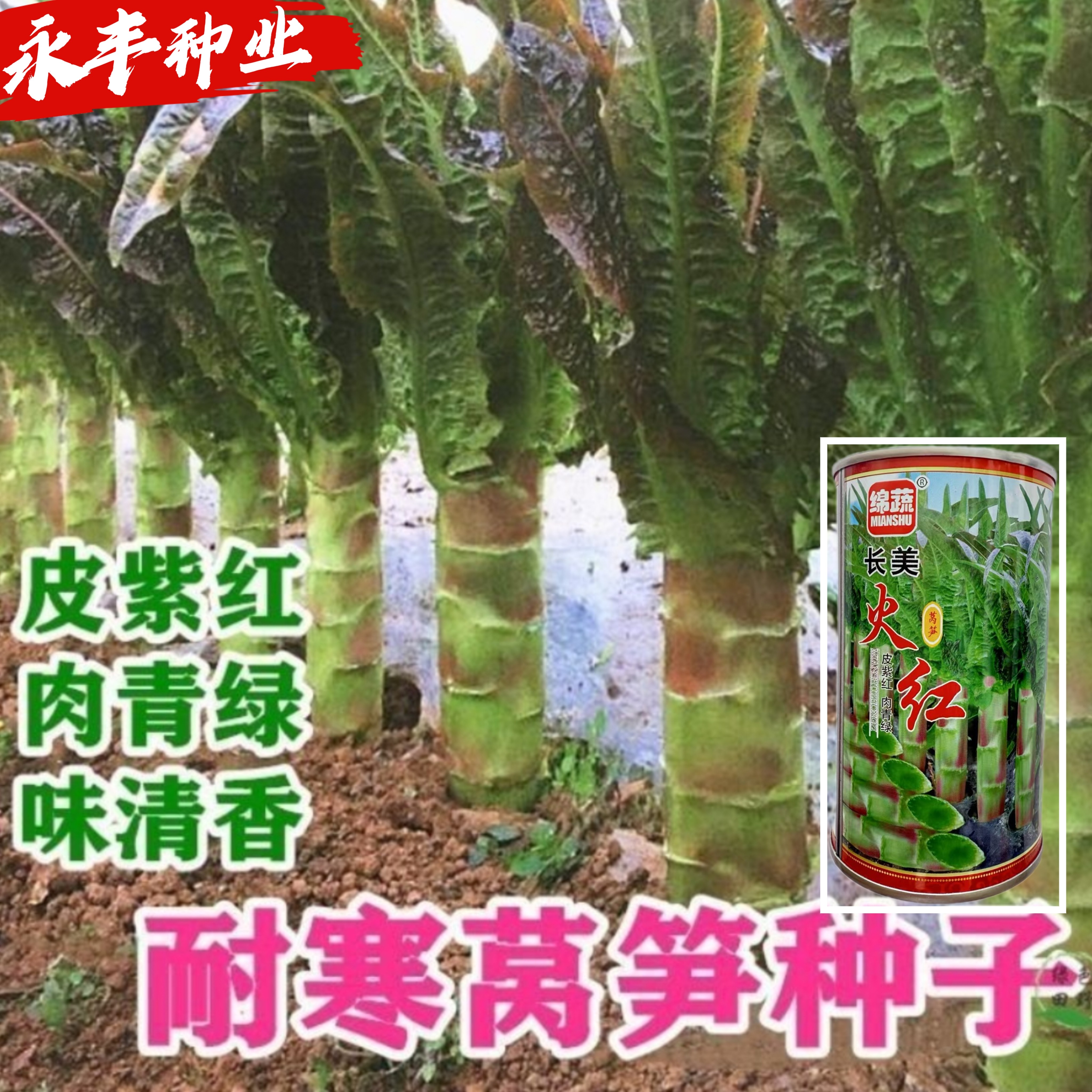 绵蔬长美火红莴苣种籽高产抗病红尖叶耐寒紫红皮绿肉香莴笋种子