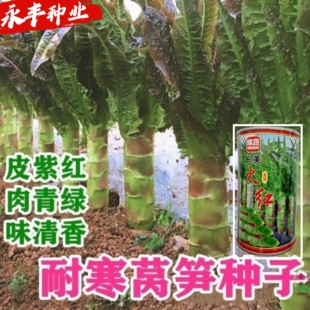 绵蔬长美火红莴苣种籽高产抗病红尖叶耐寒紫红皮绿肉香莴笋种子