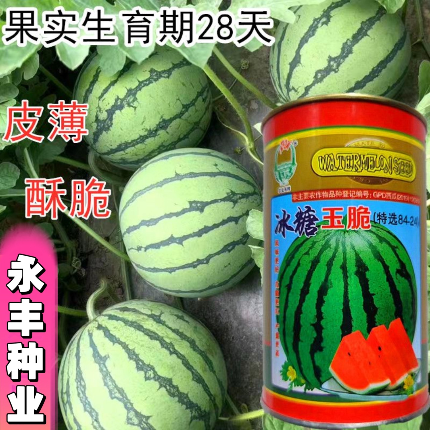 冰糖玉脆8424西瓜种子抗病薄皮甜脆特大少籽麒麟大棚盆栽水果种籽