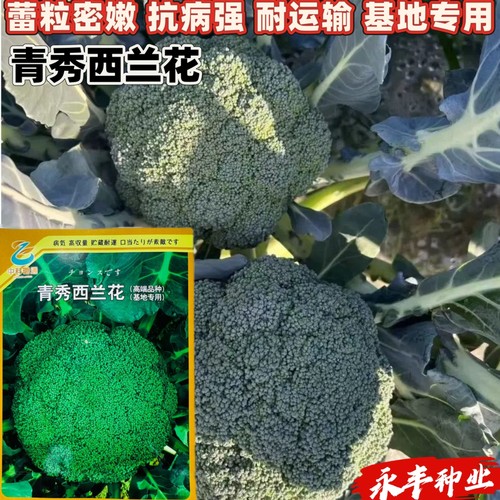 青秀西兰花种子耐热耐抽苔杂交花椰菜西蓝花种子蕾粒细嫩基地专用