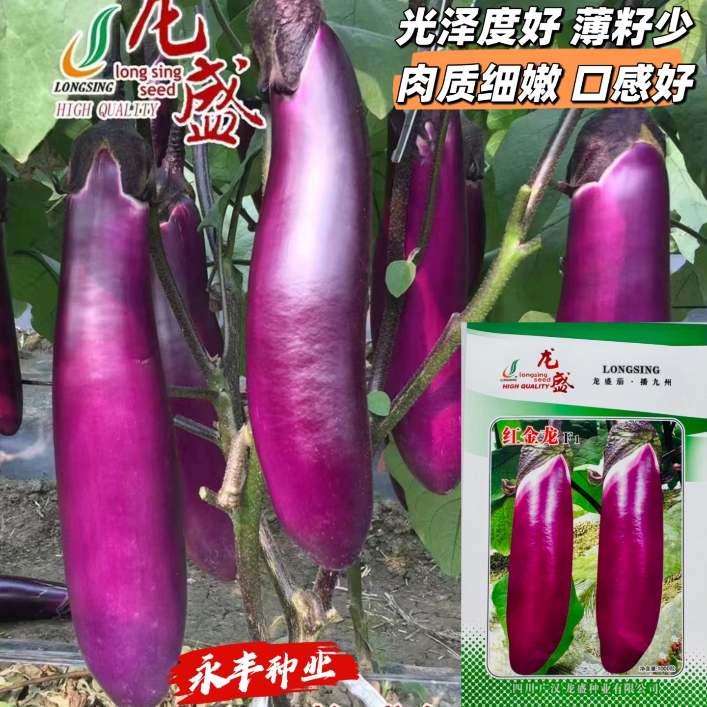 龙盛红金龙早熟粗棒形茄子烧烤茄紫红艳丽皮薄籽少肉白色春秋播种