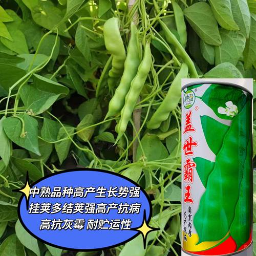 盖世霸王油豆角种子早熟高产抗病肉厚无筋扁豆角农家四季蔬菜种籽