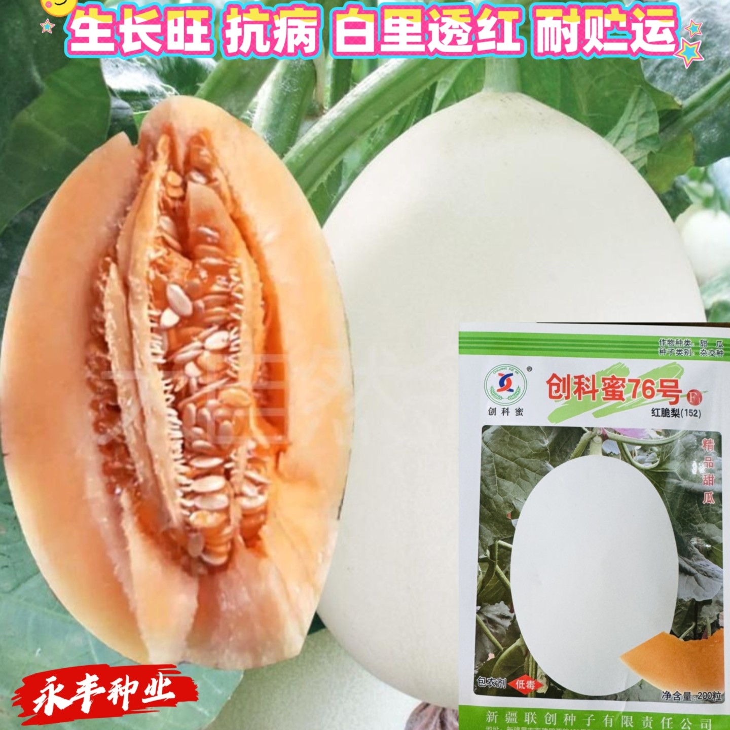 创科蜜76号香瓜种子红脆梨早熟高产抗病香甜多汁春秋季播白皮甜瓜