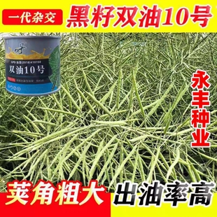 双油10号杂交油菜种子正品早熟高产矮杆抗倒伏出油率高甘蓝型油菜