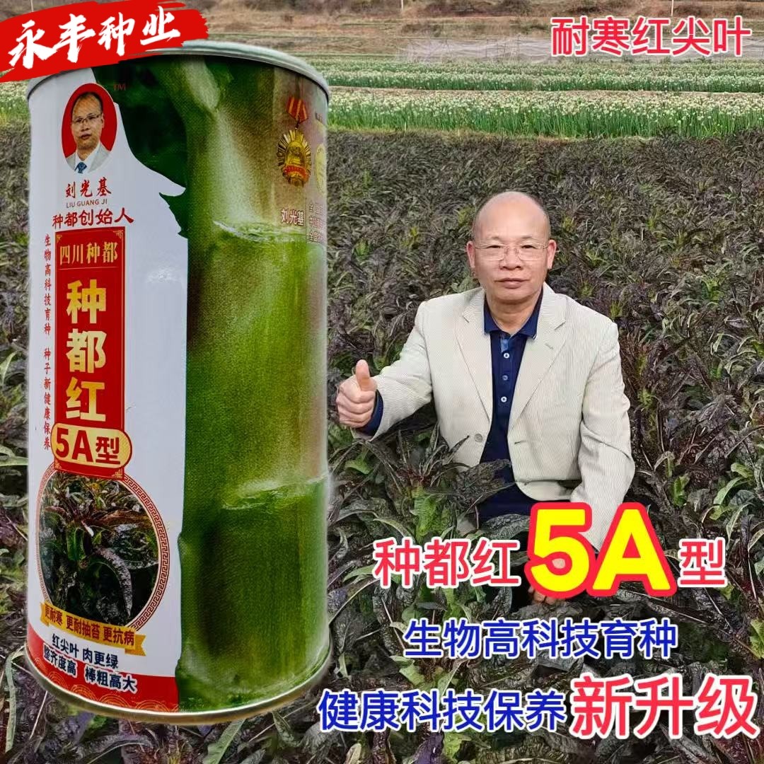 种都红5A耐寒红尖叶香莴笋种子肉更绿抗病耐抽苔整齐度好棒粗高大