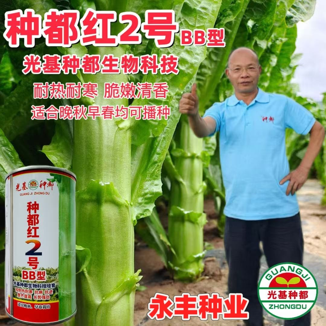 种都红2号BB型莴笋种子耐热耐湿高产抗病绿皮肉莴苣种籽农家蔬菜