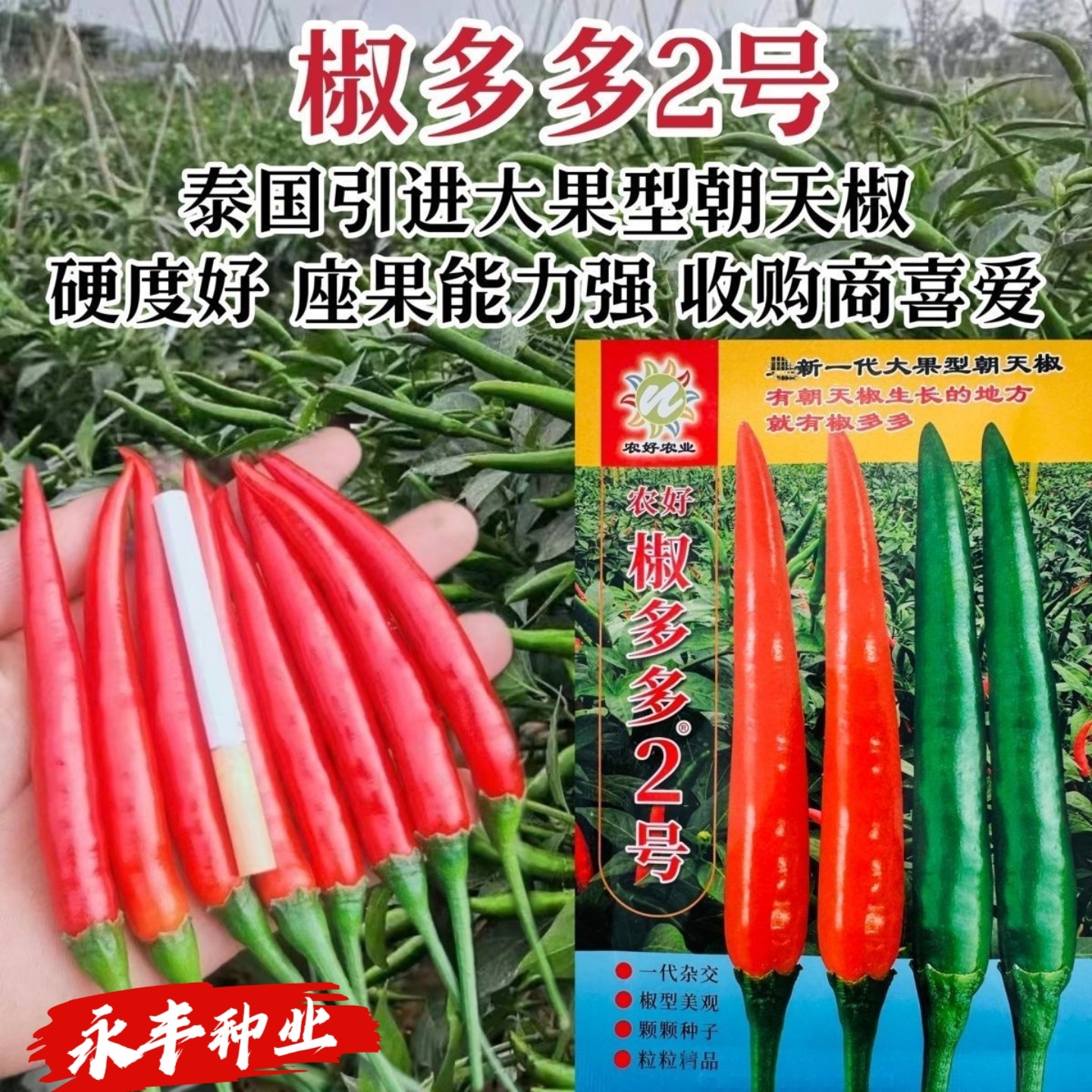 泰国椒多多2号大果朝天椒种子单生抗病强硬度好辛辣青红两用辣椒