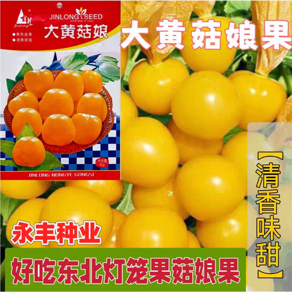 黄菇娘果种子姑娘果种籽黄菇娘果浆果皮薄肉厚甜度高四季种植简单