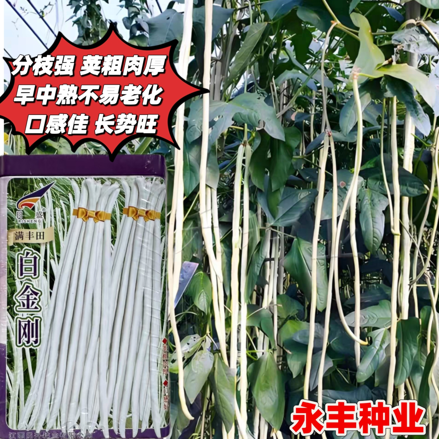 白金刚肉厚型白豇豆种籽大白条长豆角种子春秋南北方早中熟