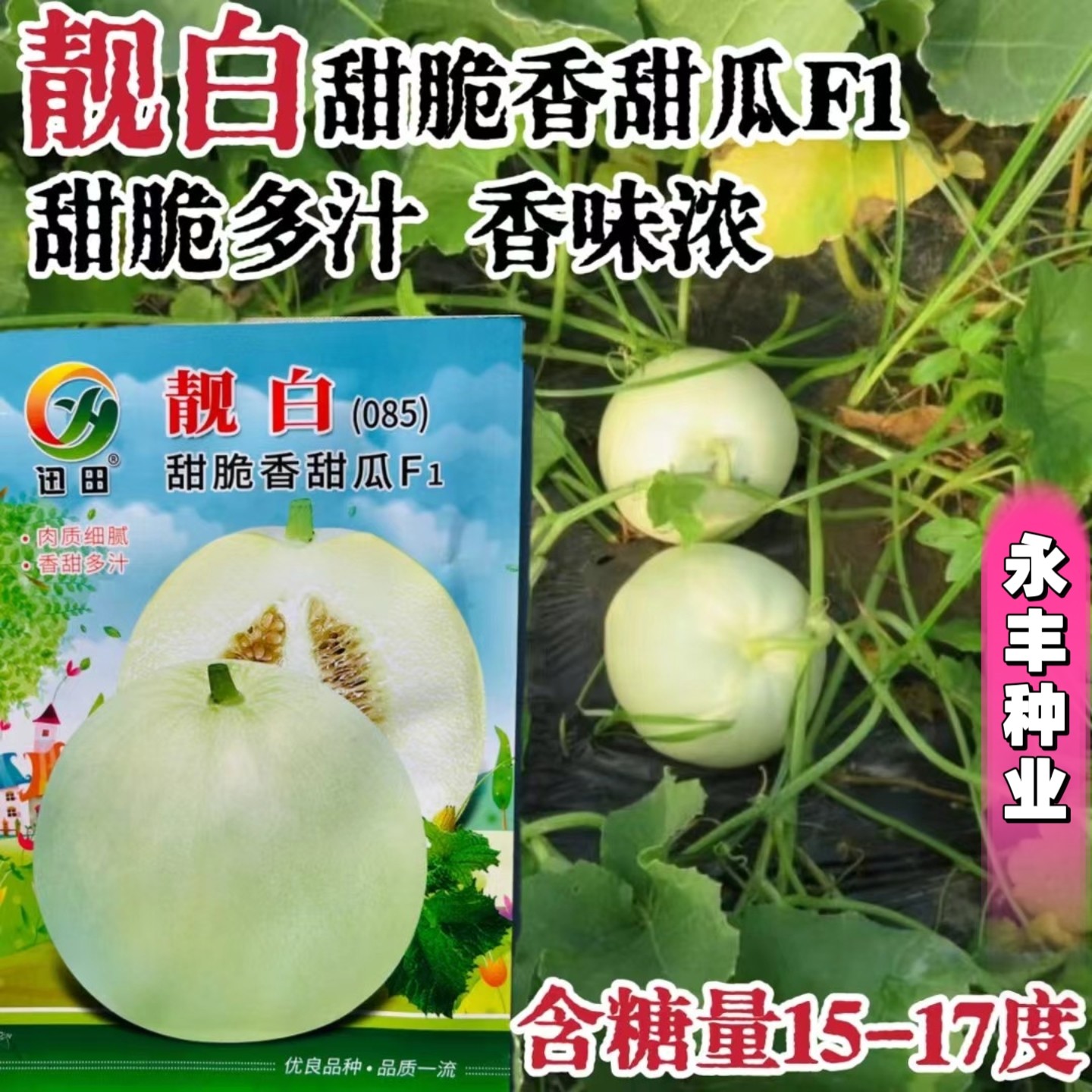 靓白甜脆香甜瓜种子薄皮浓香甜蜜早熟高产浓香春秋季播大果甜宝种