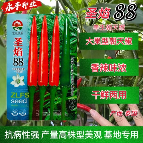 圣焰88朝天椒种子大果型朝天椒种籽抗病高产干鲜两用辣椒蔬菜种子