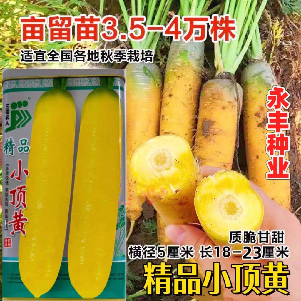 精品小顶黄胡萝卜种子生吃水果萝卜种籽齐头黄高产春秋季蔬菜种孑
