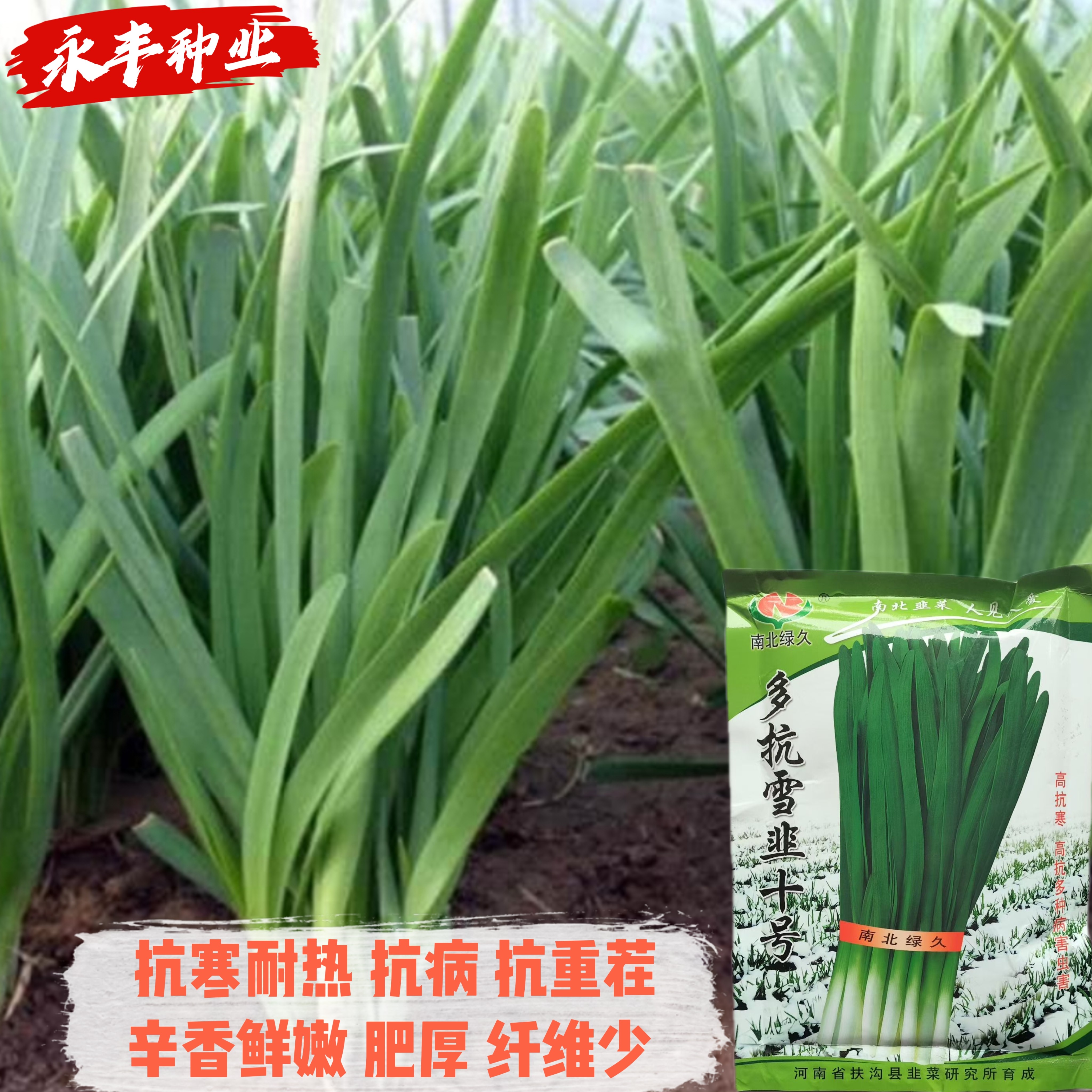 多抗雪韭菜十号韭菜种子高抗病抗寒耐热宽叶韭菜种籽农家大田基地