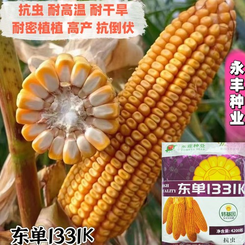 东单1331K玉米种子转基因抗虫高产耐高温耐干旱耐密密植抗倒玉米