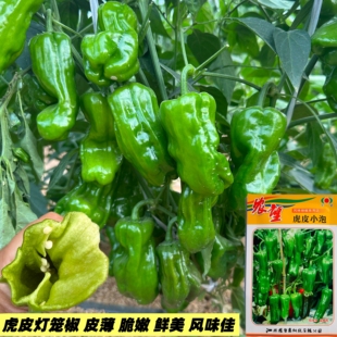 农望虎皮小泡辣椒种子农家大田春秋早熟小灯笼型辣椒种籽皮薄脆嫩