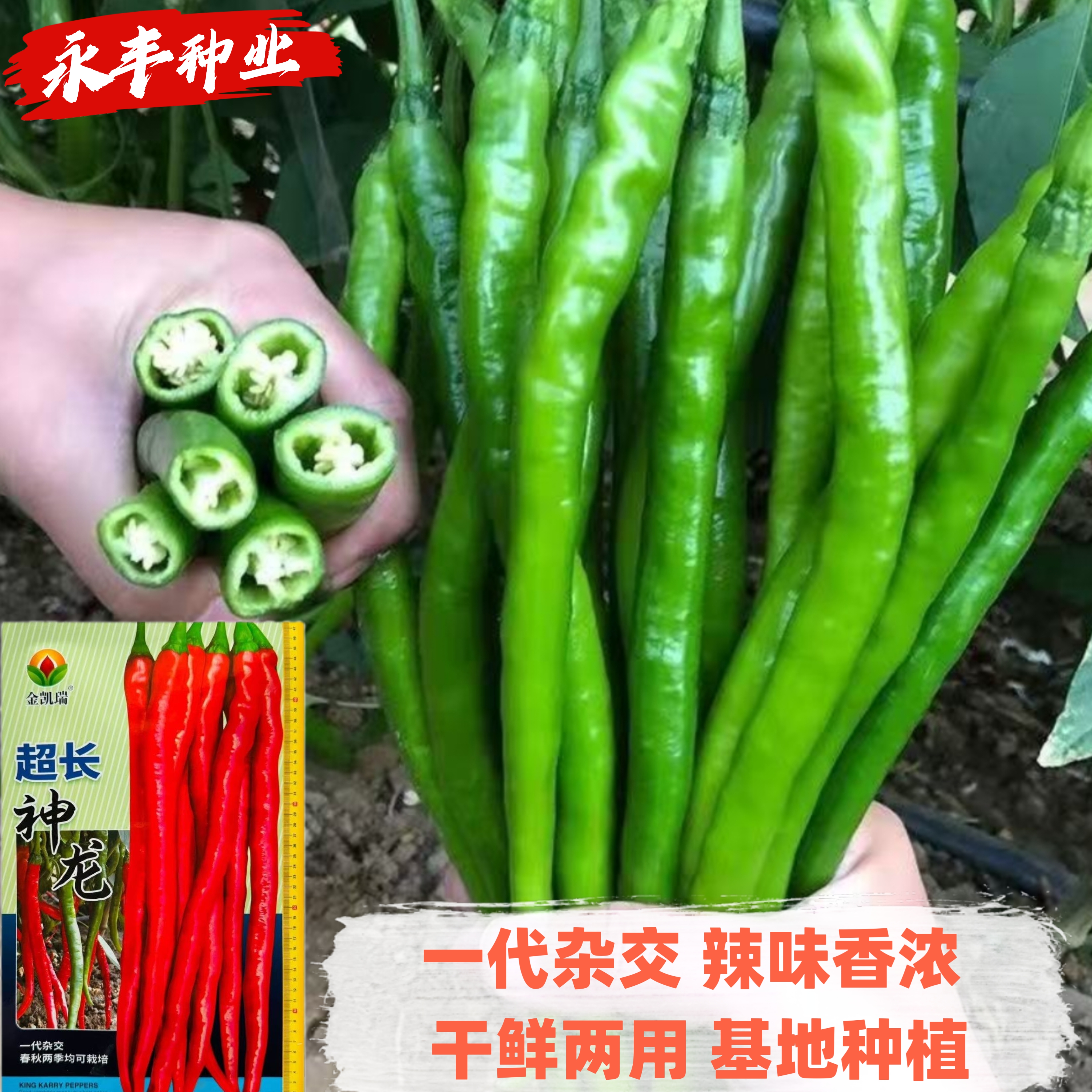 高产线椒种子超长神龙长线辣椒种子香辣薄皮早熟大果耐寒春秋播