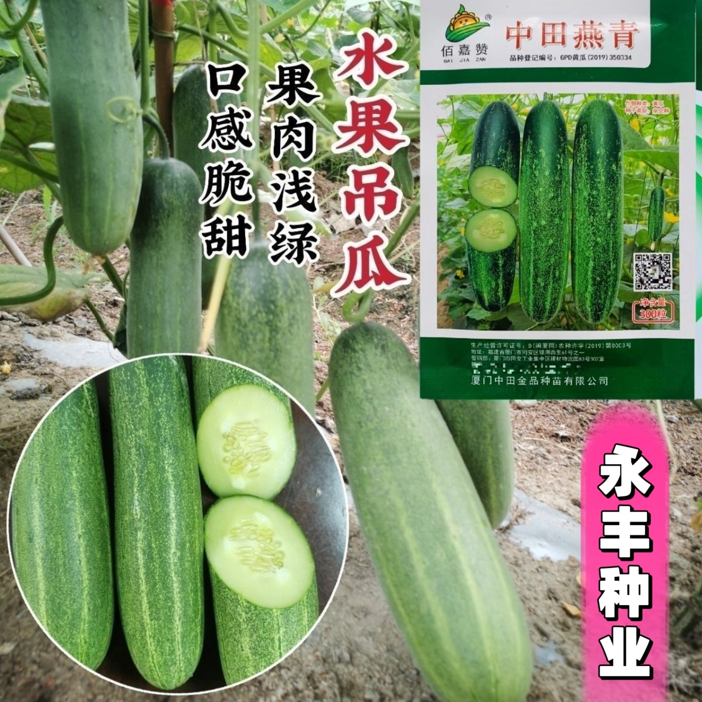 中田燕青水果吊瓜种子口感脆甜水果黄瓜种子南方春秋耐热青瓜种籽