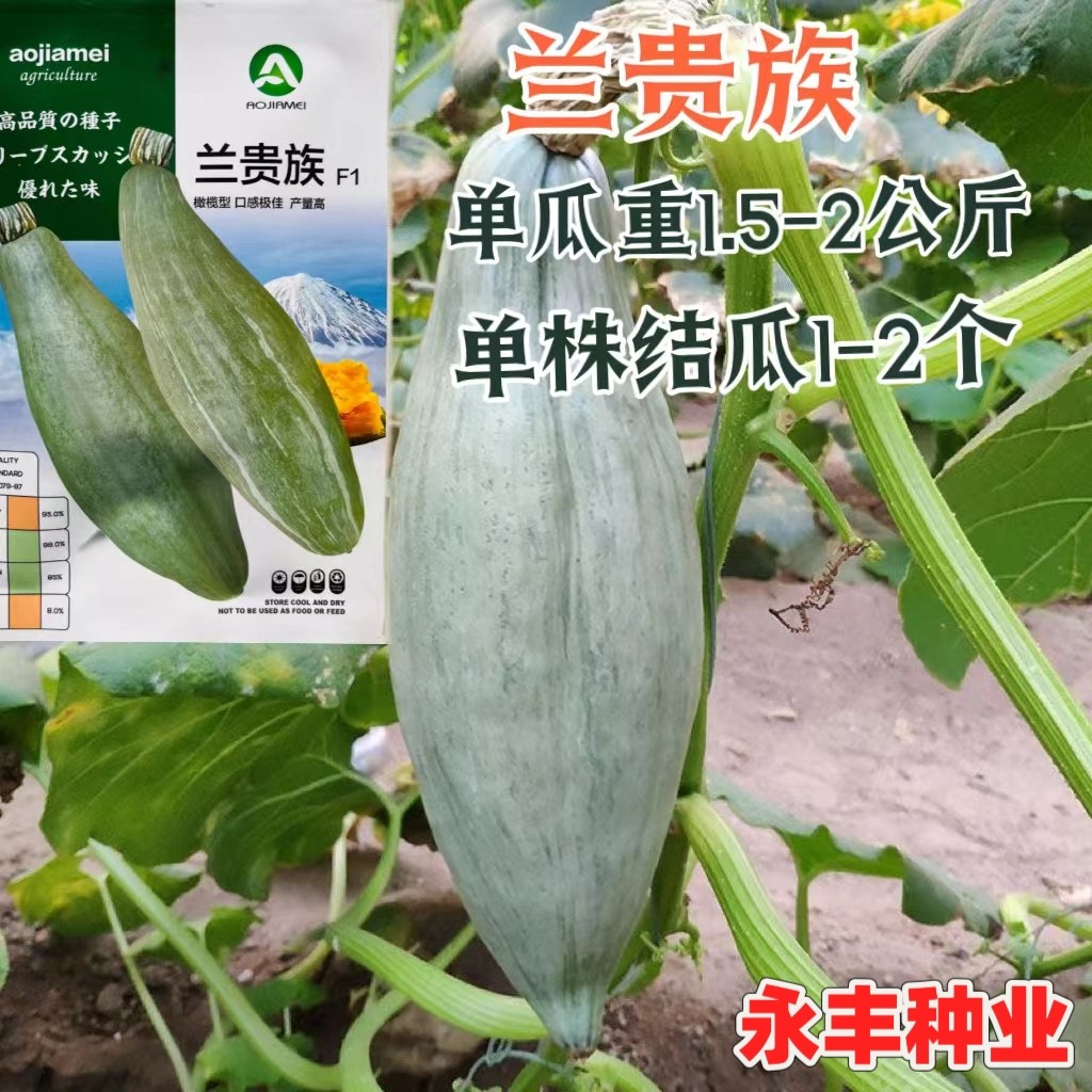兰贵族南瓜种籽板栗味南瓜种子抗病杂交香甜甘面春夏播种蔬菜种孑
