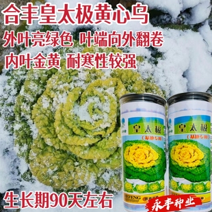 皇太极黄心乌塌菜种子矮株耐寒性强黄心菜耐抽苔菊花心菜籽黄金乌