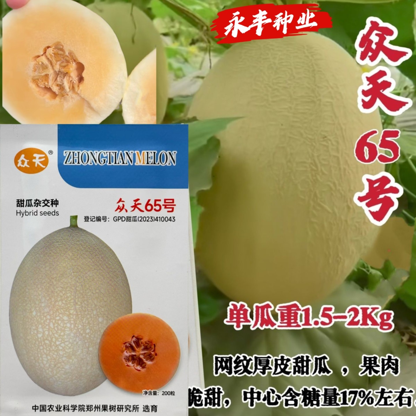 众天65号甜瓜种子网纹厚皮甜瓜白皮黄色带网纹肉橙红色脆甜爽口