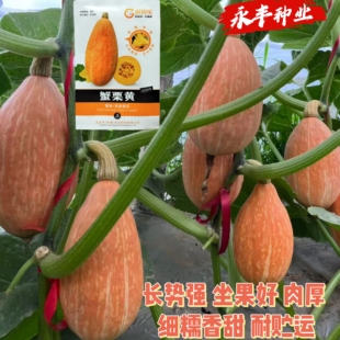 蟹黄栗贵族南瓜种子栗味红皮南瓜种籽肉厚黄细腻香甜春秋蔬菜种孑