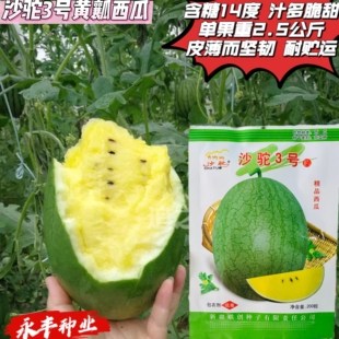 沙驼3号新疆精品黄瓤西瓜种子早熟肉质晶黄色汁多脆甜礼品西瓜籽