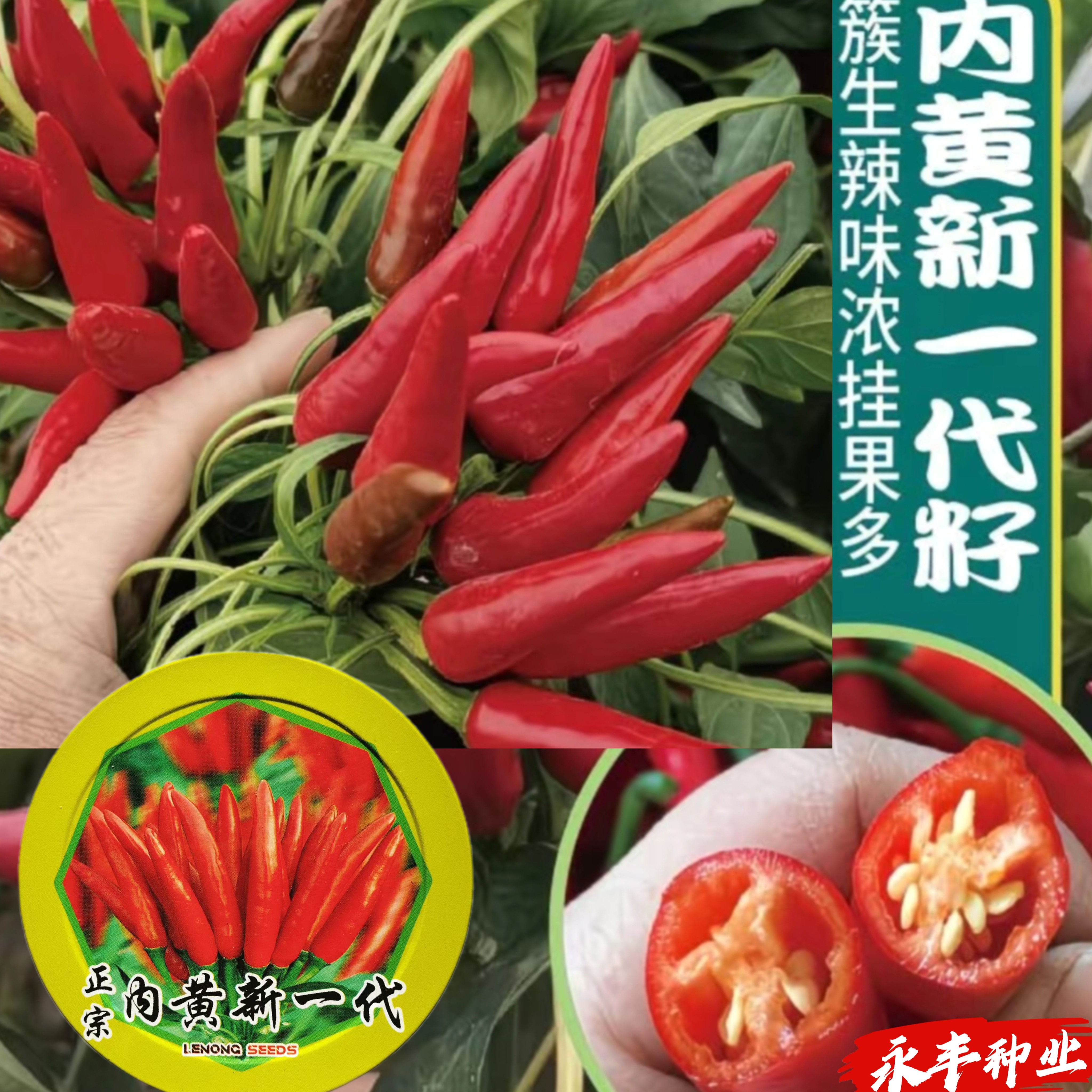 内黄新一代朝天椒种子早熟高产抗病耐热耐湿皮厚籽多辣味浓
