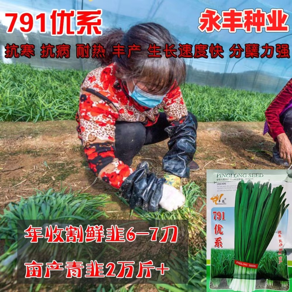 791优系韭菜种籽抗病耐寒耐热韭菜种子南北方大棚露地播蔬菜种孑